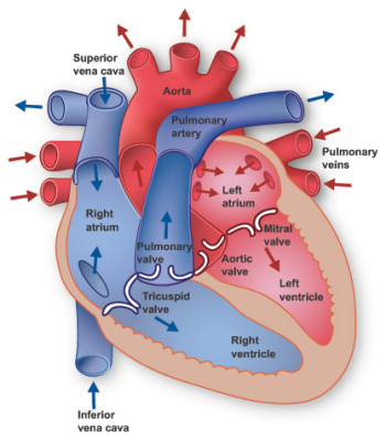 Anatomy of the Heart – Free CPR Training